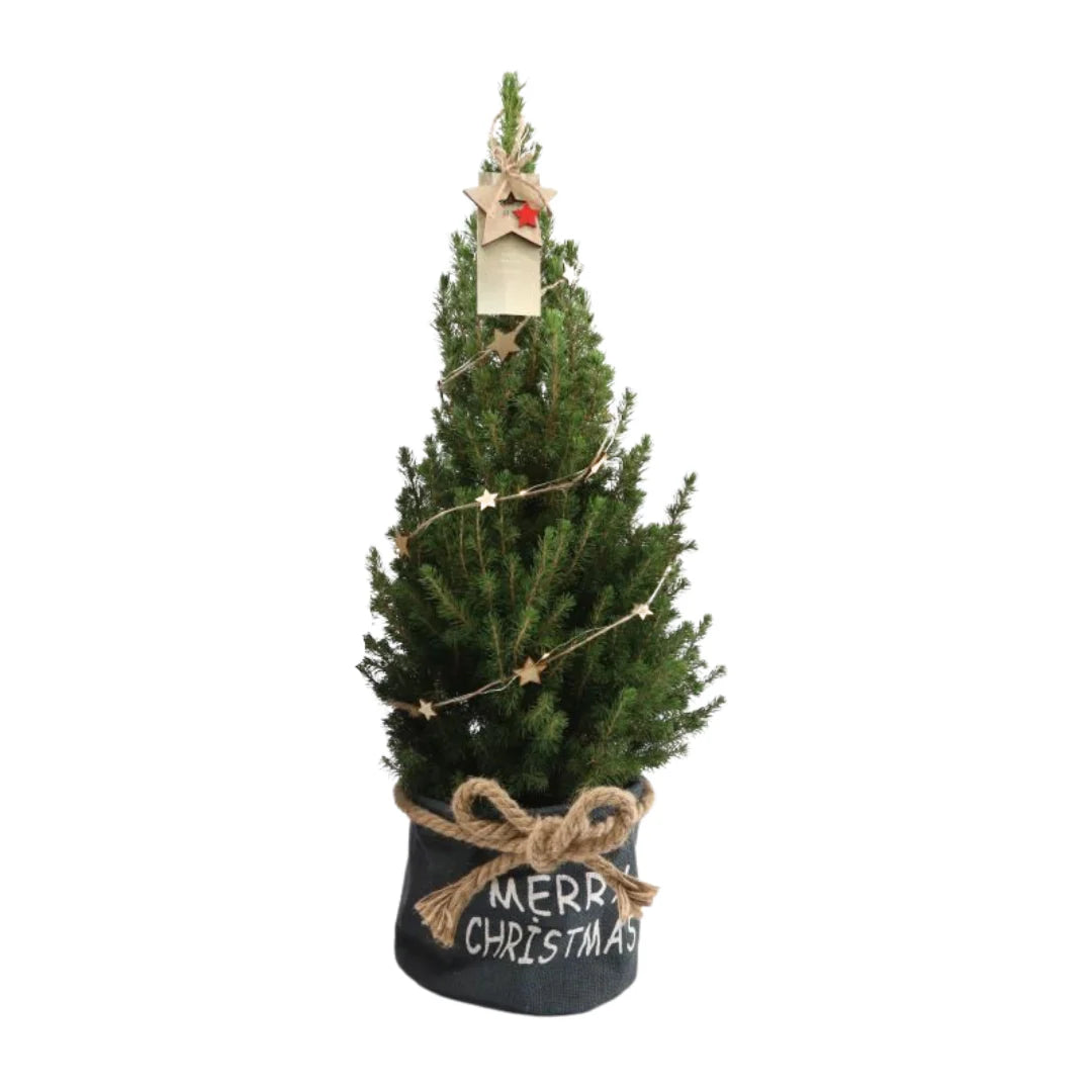 Kleine Kerstboom 70cm met kerstpot of zak