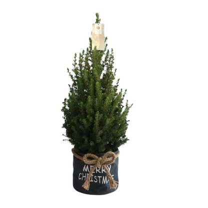 Kleine Kerstboom 70cm met kerstpot of zak