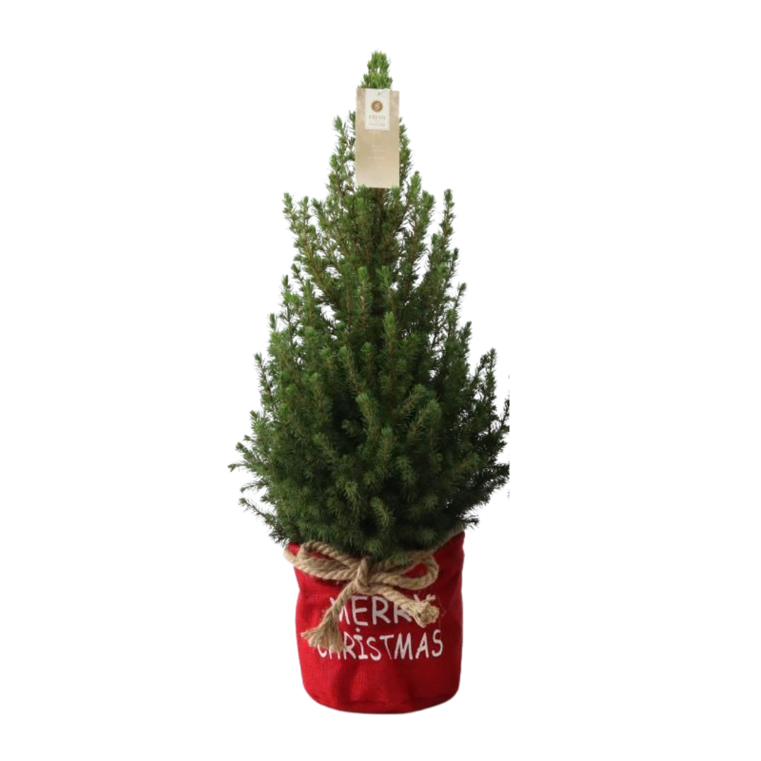 Kleine Kerstboom 70cm met kerstpot of zak