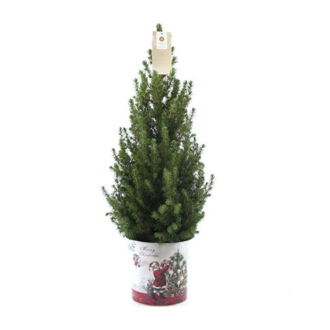 Small Christmas tree 70 cm in Christmas decorative pot