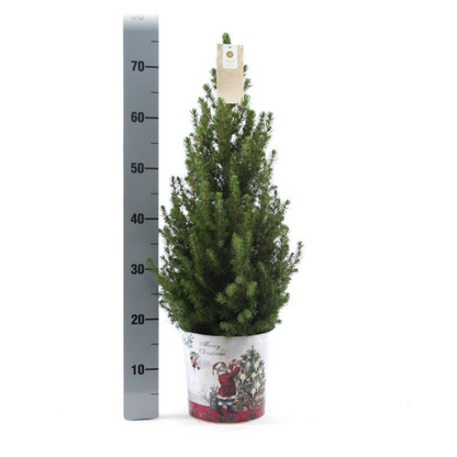 Small Christmas tree 70 cm in Christmas decorative pot