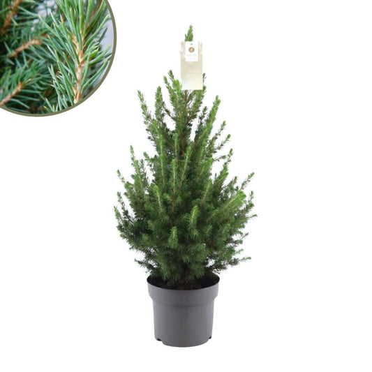 Kleine Kerstboom pot Ø19 cm - ca. 70 cm hoogte